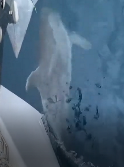 Video Delfin